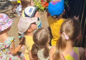 oglądanie kwiatów w ogrodzie przedszkolnym