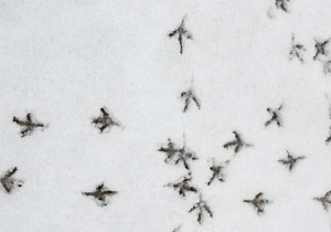 ślady ptaków na śniegu