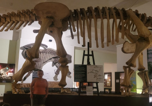 szkielet przedstawiciela dinozaurów roślinożernych