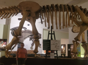 Muzeum Ewolucji