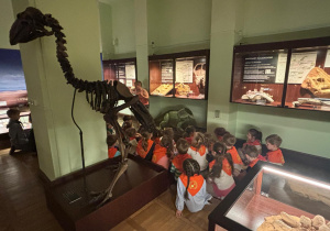 szkielet przedstawiciela dinozaurów roślinożernych