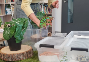 Pani prowadzącą warsztaty, która pokazuje dzieciom kolorowego kameleona. Zwierzę znajduje się w plastikowym pojemniku ustawionym na stoliku udekorowanym sztuczną trawą i roślinami, obok widać także inne pojemniki z gadami.