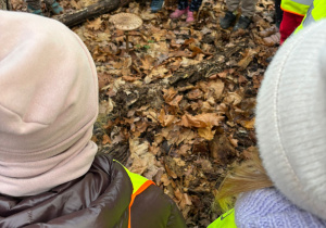 Dzieci w odblaskowych kamizelkach stojące w kręgu w lesie i obserwujące duży grzyb rosnący wśród opadłych jesiennych liści.