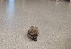 Jeż swobodnie spacerujący po podłodze, otoczony dziećmi siedzącymi w kręgu.