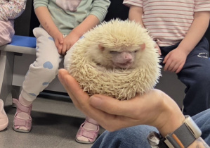 Jeża zwinięty w kulkę, trzymany ostrożnie na dłoni przez opiekuna, podczas gdy dzieci siedzą obok i obserwują zwierzątko z bliska.