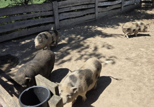 Kilka niewielkich świń przebywających na wybiegu ogrodzonym drewnianym płotem. Zwierzęta spacerują po piaszczystym terenie, a w tle znajdują się drzewa i zielona roślinność.”