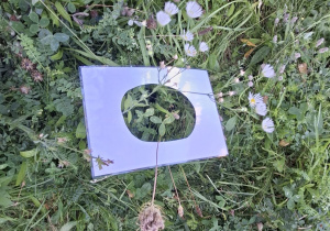 Dzieci obserwują rośliny na łące przez przygotowaną ramkę, poznając z bliska różnorodność traw i kwiatów.